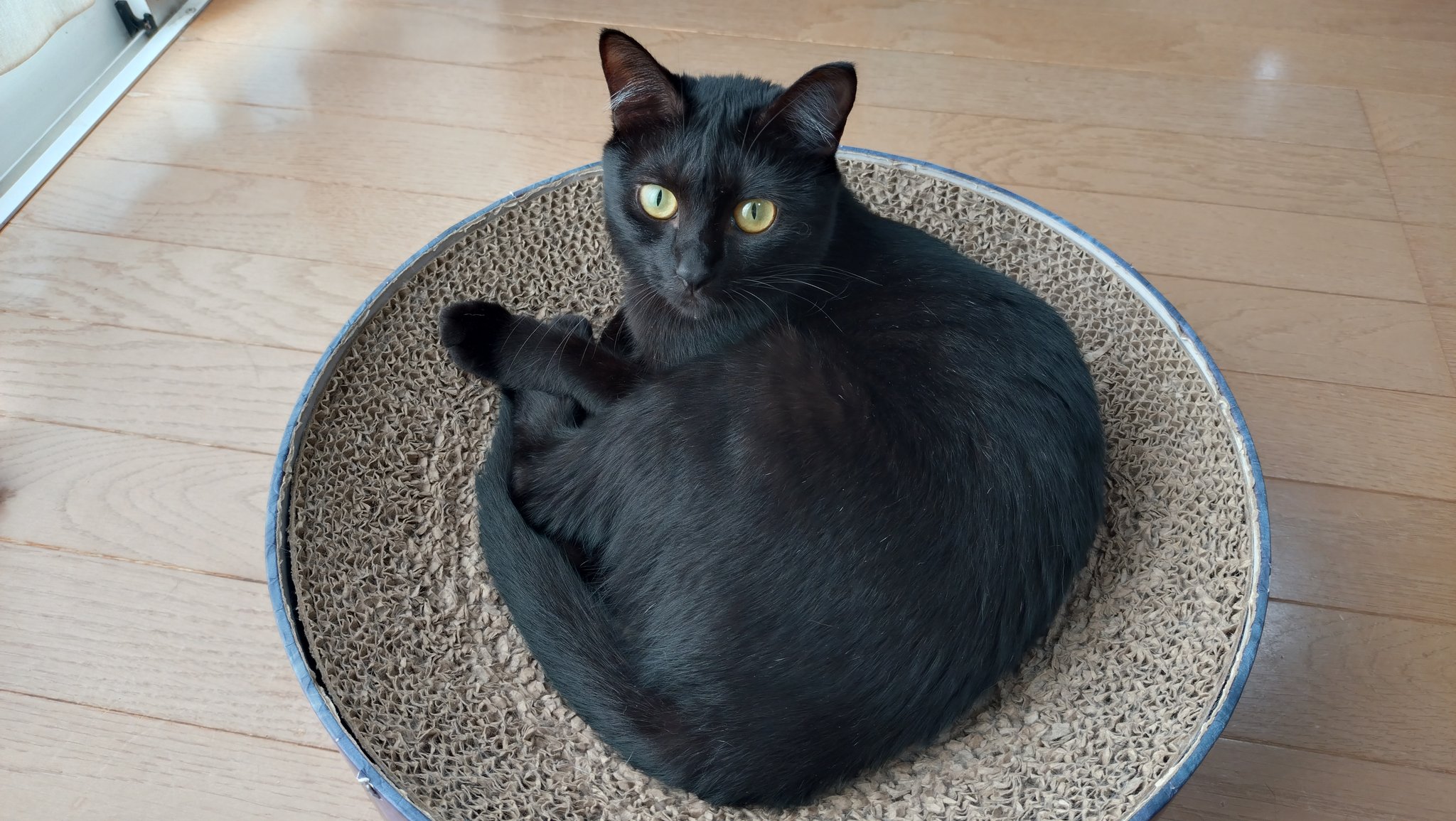 黒猫　3点 黒猫こねこ♀」千葉県 - 猫の里親募集(516210) 3枚目の画像