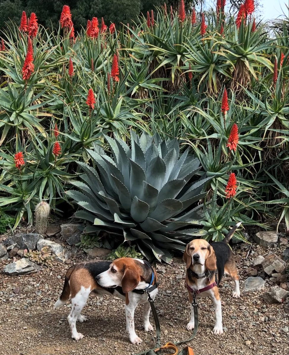 It's official: your dog called and said they need a day out. Luckily, we are pet-friendly, and Dog Days of Summer is a week away! 

Learn more here: ruthbancroftgarden.org/event/dog-days…
