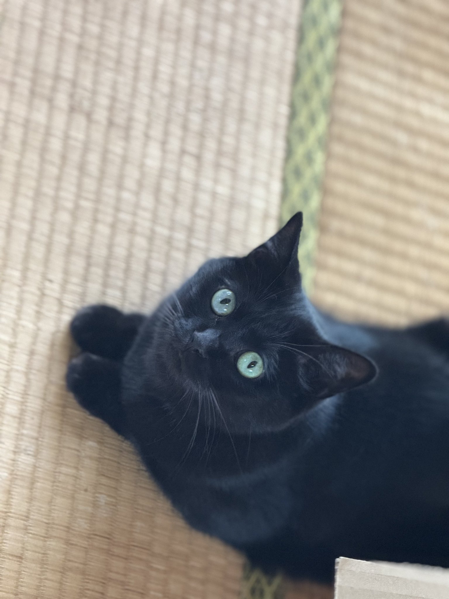 黒猫 やる気！#黒猫つくねちゃん #Tsukune_chan #猫 #黒猫 #保護猫