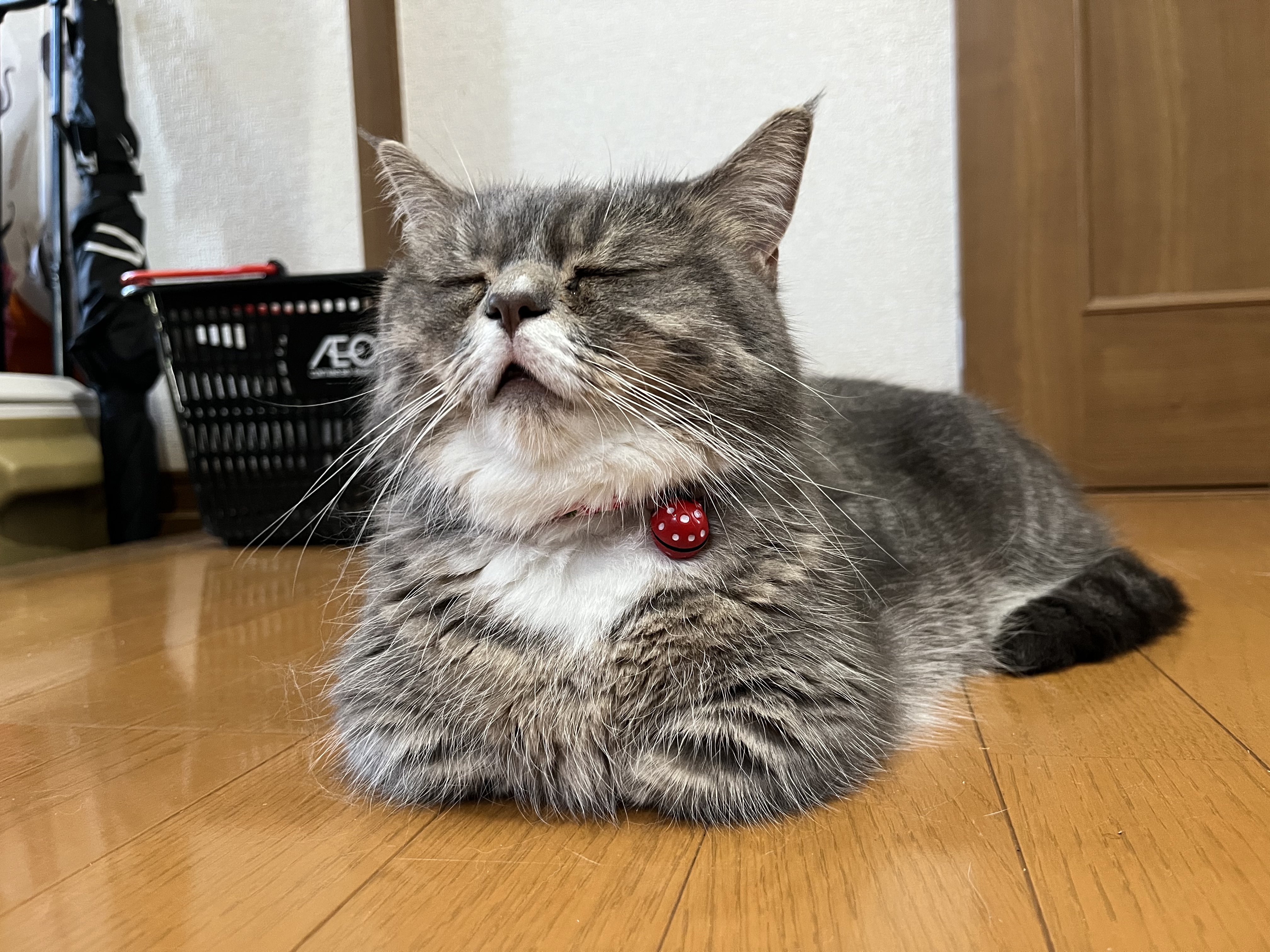 🐾ラム@極短マンチカン🐾 (@ram20210716) / X