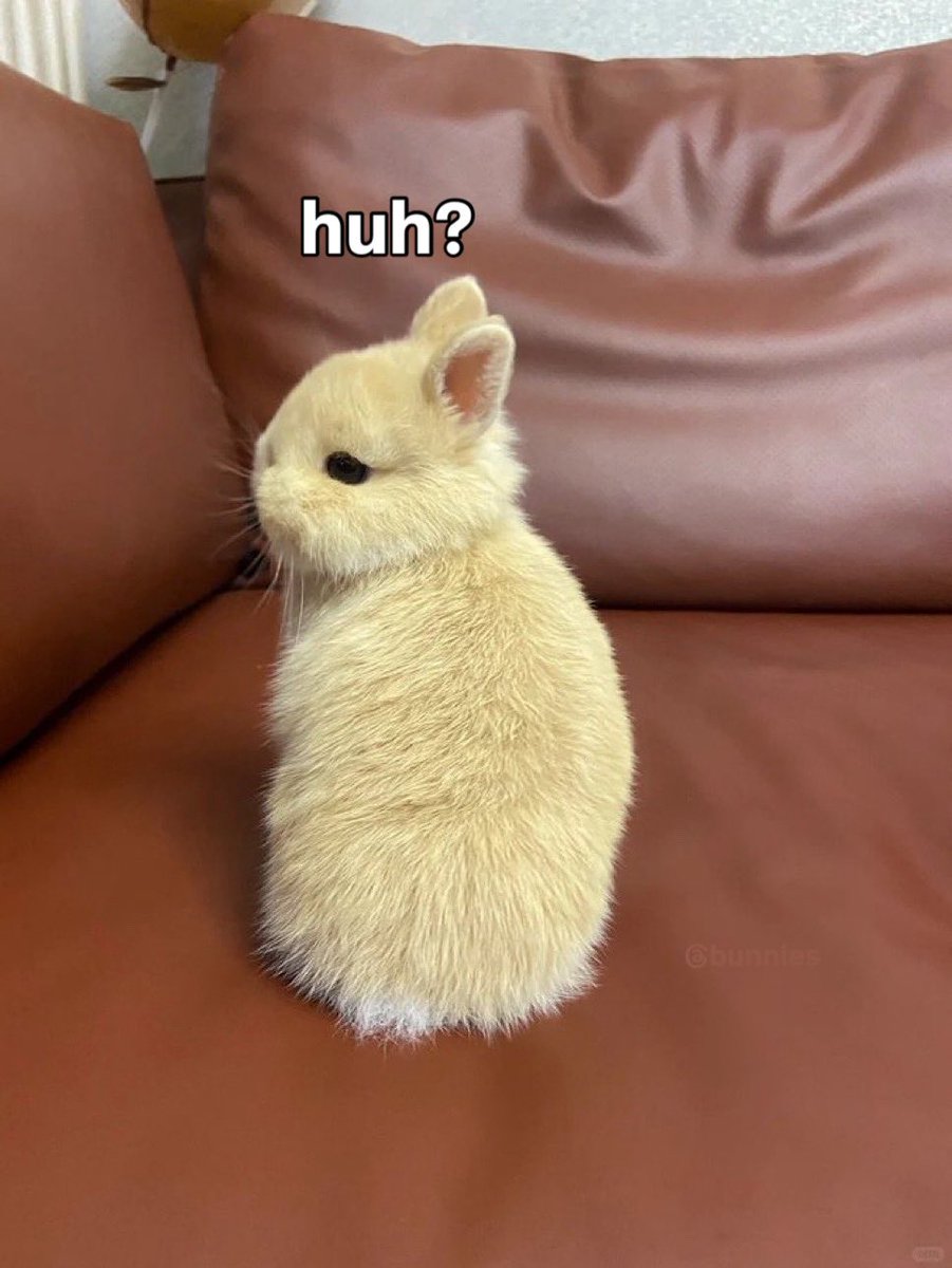 Bunnies (@bunnies) on Twitter photo 