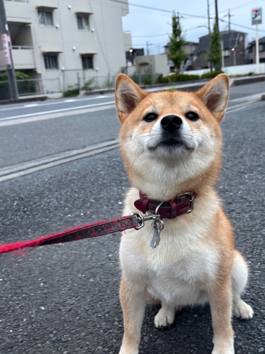IntegrityEigo's tweet photo. 毎朝4時には起こされ、１時間〜１時間半散歩に行きます。
柴犬が我が家に来てから、365日こんな感じ。
おかげで健康的な生活を送れてます。柴犬を飼うことをおすすめします！
#柴犬 https://t.co/JbMkpCIQ5N