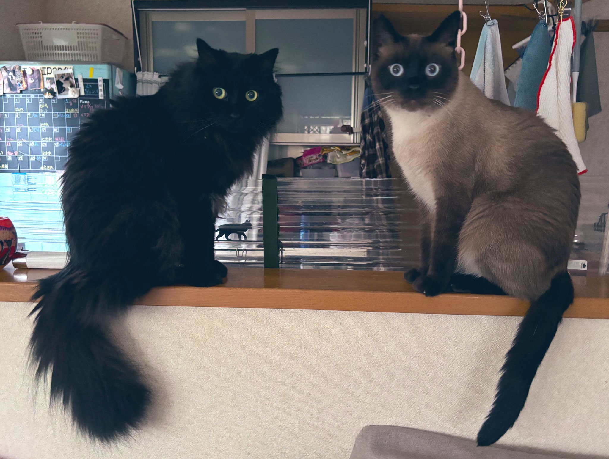 しゃむネコ様 cat_img_1_thumb_mob_355e7d8a78