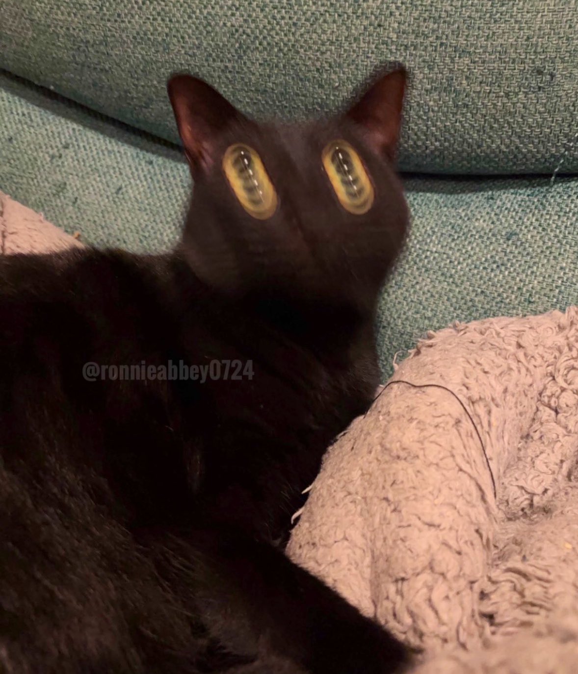 黒猫 HEY！ゆう！ on X: 