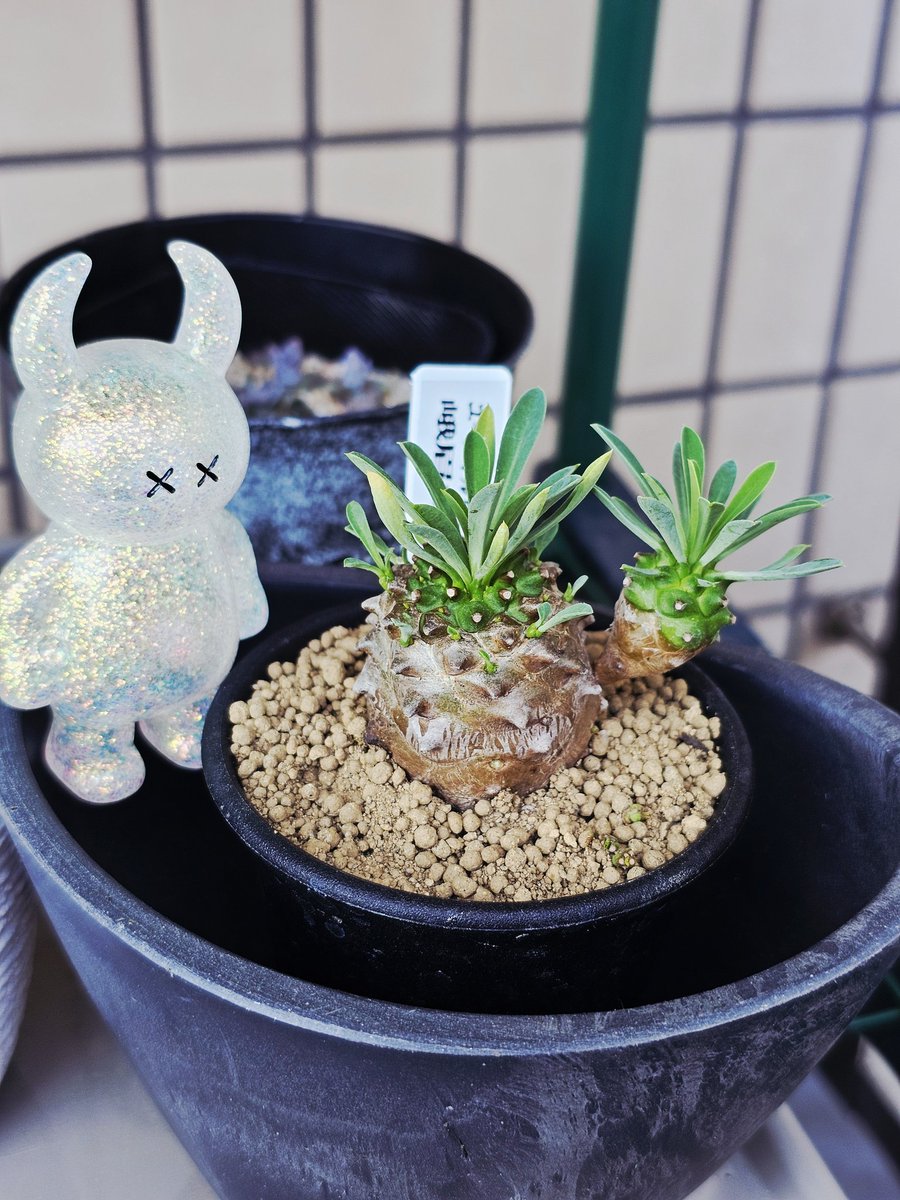 多肉植物 - Search / X