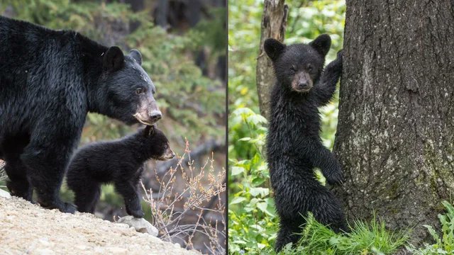 人間は生きるために🐻が棲む山にどうしても登らなければいけないの？ 🐻に喰われるかもしれない場所に敢えて出向く行為が愚か。
森林破壊/地球沸騰化による餌不足等🐻達は人間活動により脅かされながら生き抜こうと必死なんだ。
🐻の身になれ！
人間に動物を支配する権利はない。
Leave the 🐻s alone!