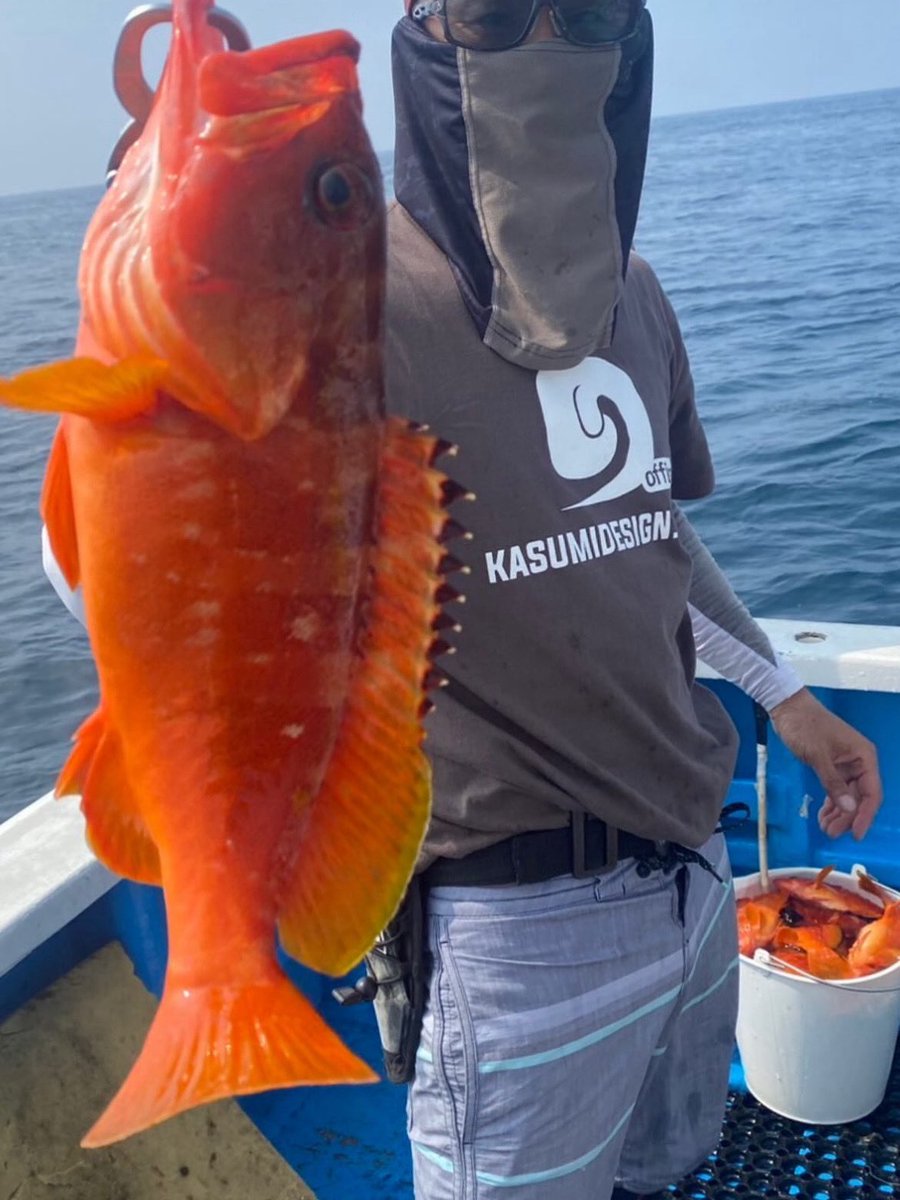 月中旬の釣果！！
青物とアカハタのリレー便！！
青物は撃沈したものの、アカハタが遊んでくれました！！
初めてのアカハタは本当に楽しめました😀
(長栄丸さん)