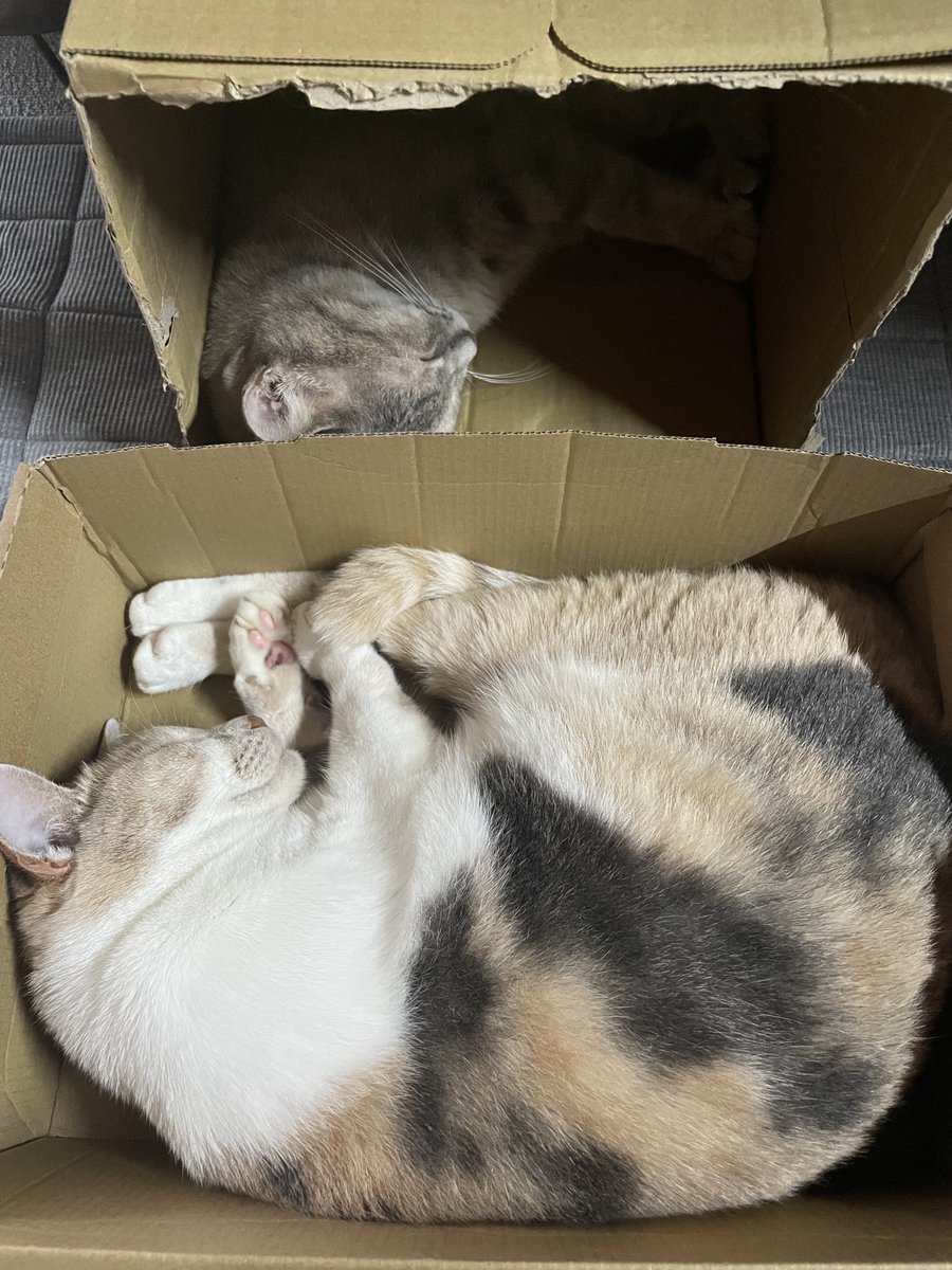 ねんね〜💤🐈‍⬛🐈可愛い〜🫶🏻
