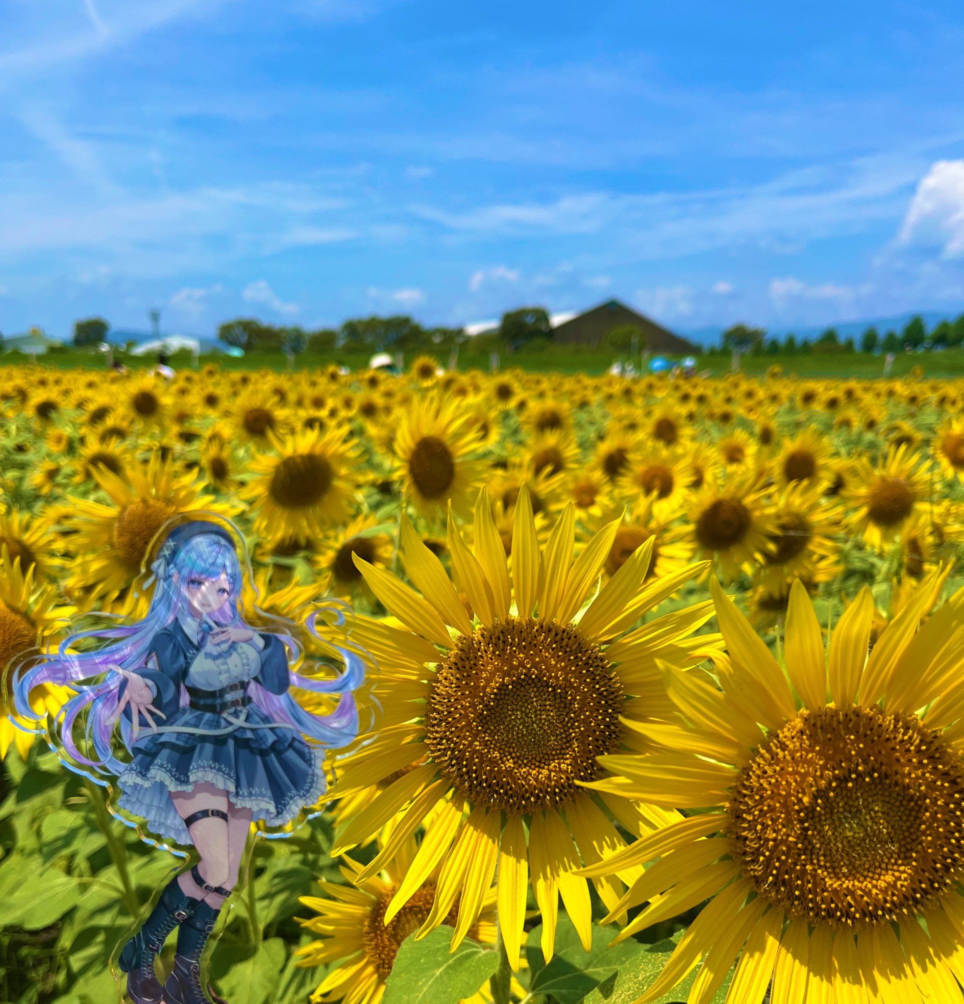 ひまわり様♡ 向日葵 on X: 
