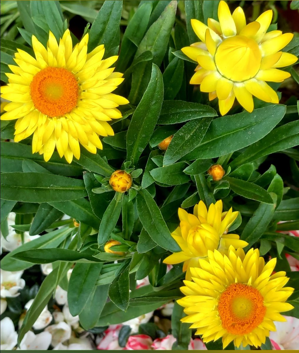 <a href="/Anthony78644696/">Anthony</a> <a href="/DavidMariposa1/">David</a> 
Happy #SundayYellow