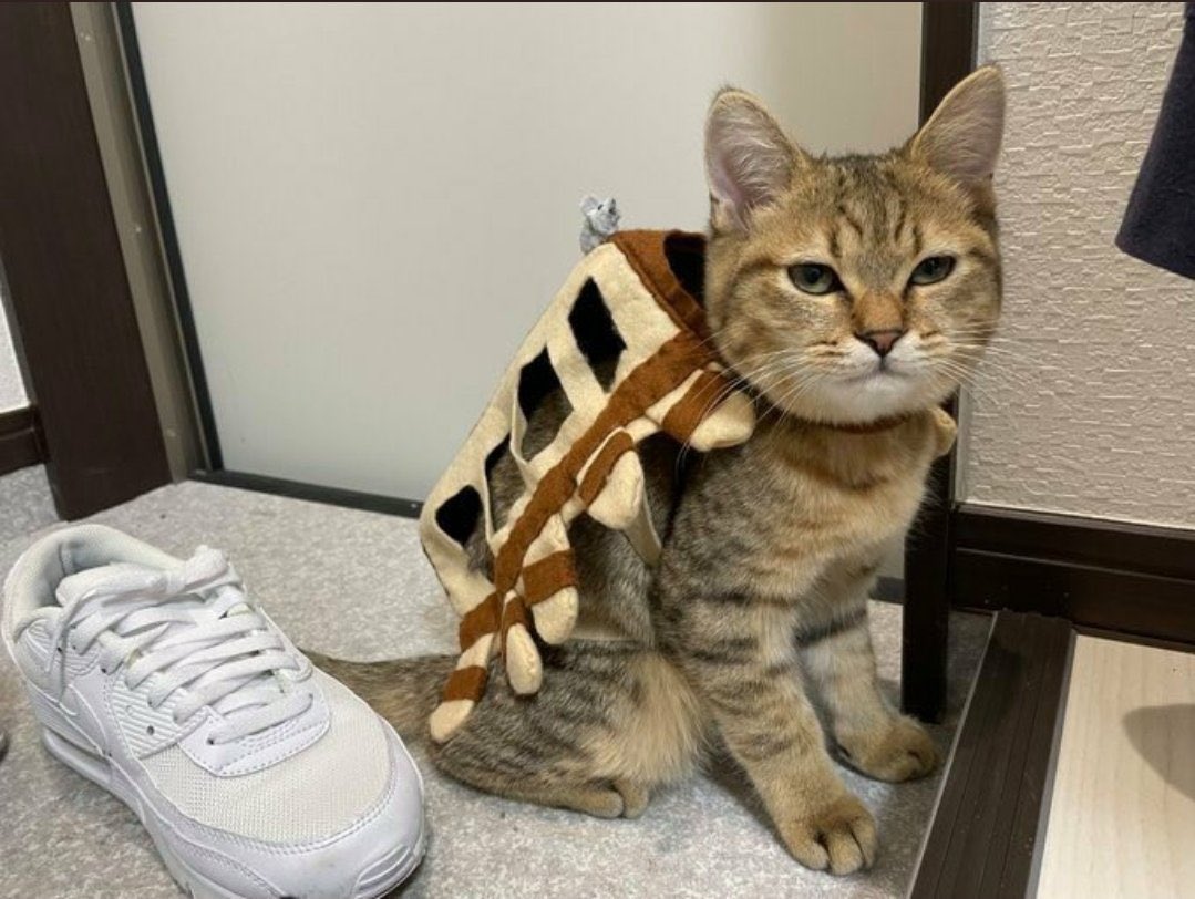 可愛すぎる猫バス