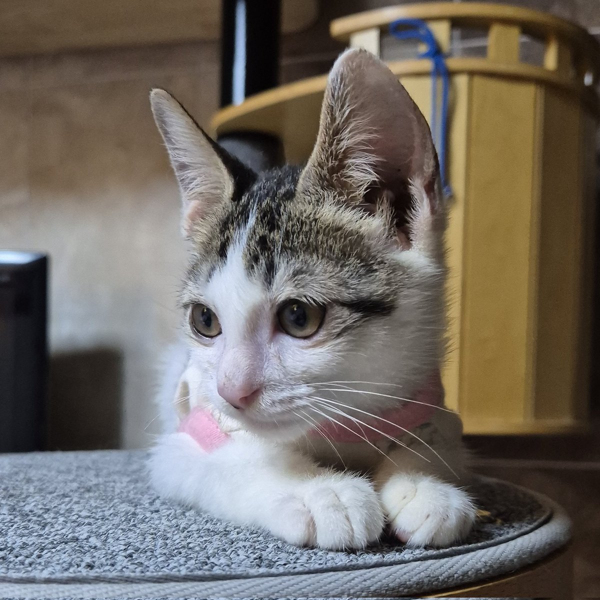 hambogi_cat's tweet photo. 🩵RT🩵심한 허피스로 어미를 잃고 홀로 떠돌다 구조된 햄복이!🥲 지금은 치료 후 건강해져 평생가족을 찾고있습니다!ㅠ #햄복이임보일기

🍔햄복이 (여/6월생/2차접종•내외부구충완료)

✅️인천/서울/경기
✅️입양문의 오픈카톡 혹은 디엠

https://t.co/WgigpivtP0

🔽입양정보 타래에 계속 https://t.co/gpHOPqwchH
