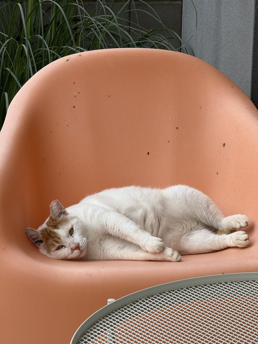 치즈 비율이 턱없이 낮은데도 왜 때문에 치점이는