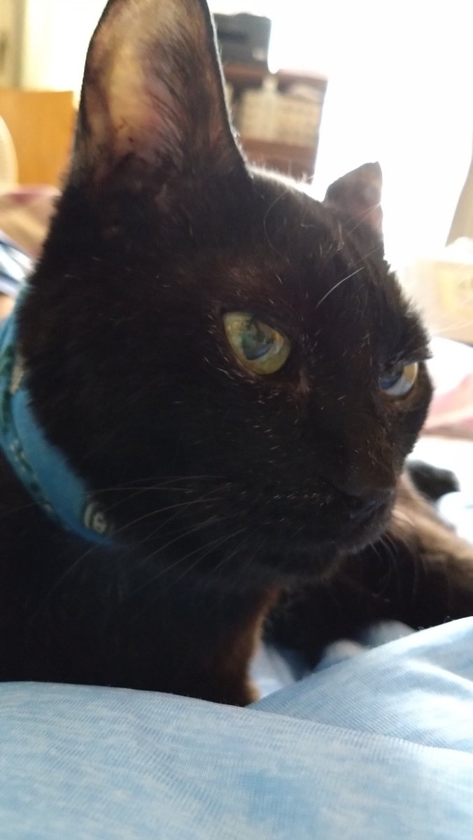 黒猫感謝の日🐈‍⬛❤