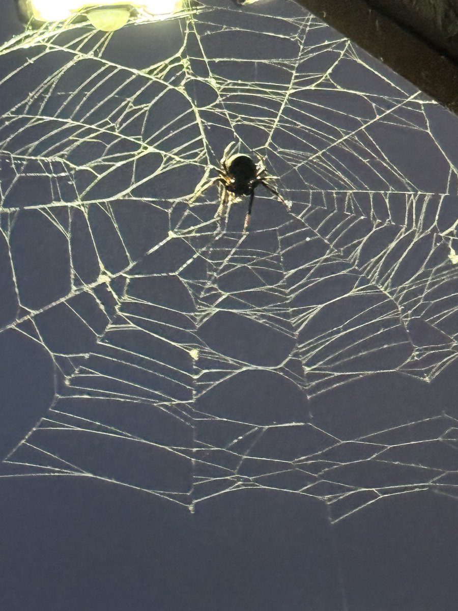 Аалзнууд🕷️🕷️