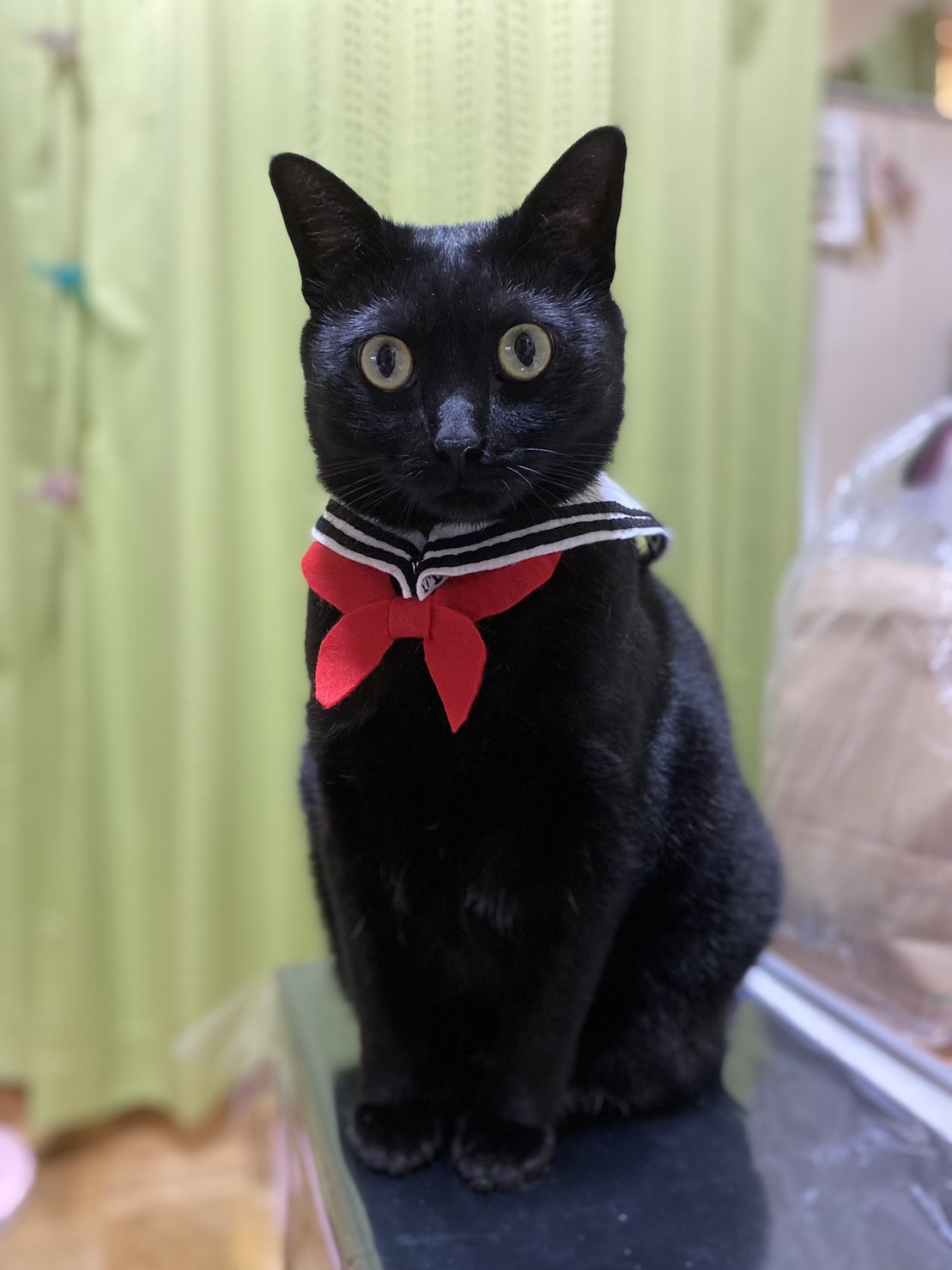 黒猫 2 黒猫同盟🐾🐈‍⬛🐾 on X: 