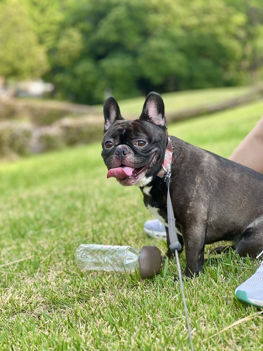 ほたる｜French Bulldog🐾 tweet media