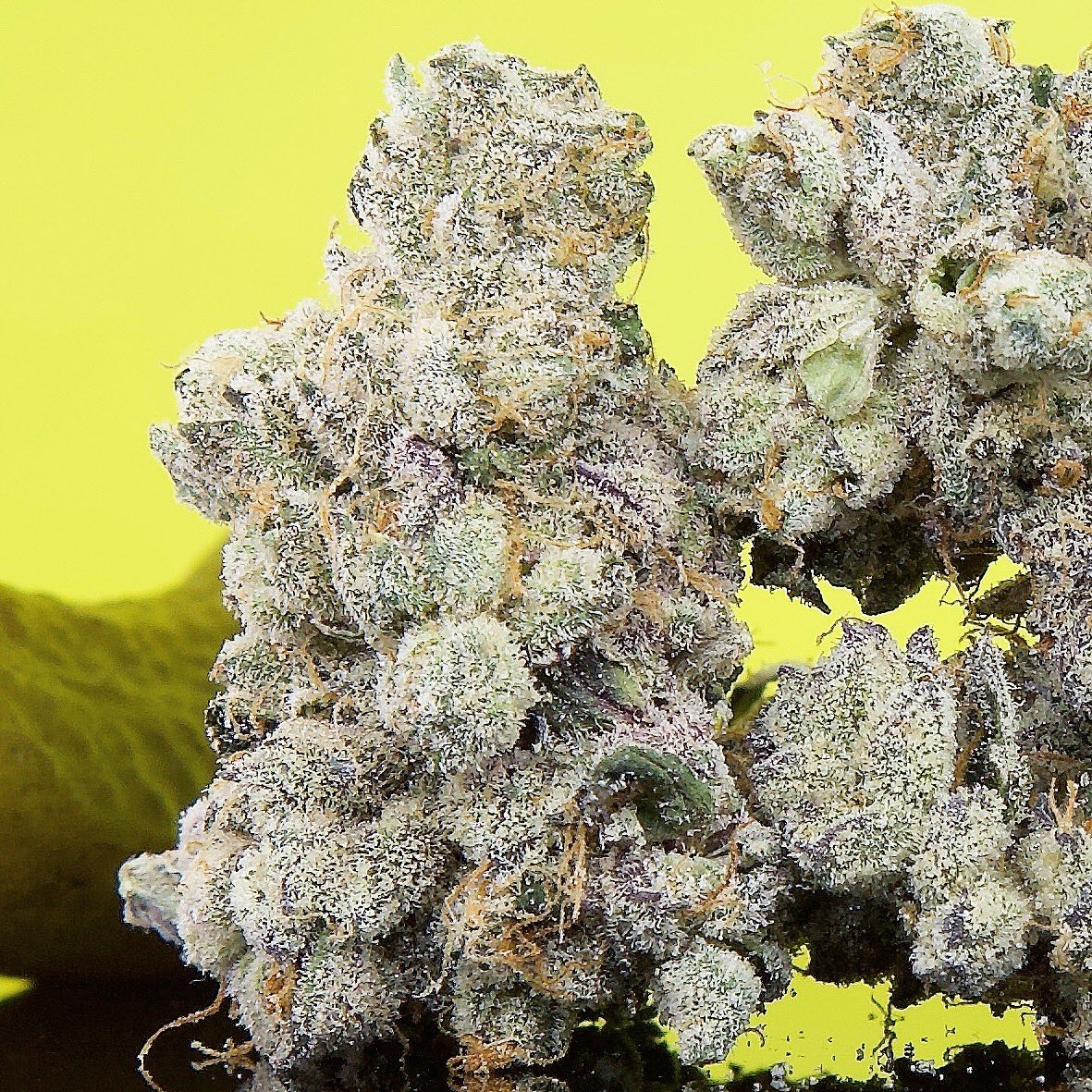 SpliffWizard (@spiiffwizard) on Twitter photo Pickle Juice 💚🥒
(AmarettoSourxPlatinumGarlicCookies)
📸Photo <a href="/SpIiffWizard/">SpliffWizard</a>
🌳Grow Lowd Farms Pickle Juice 💚🥒
(AmarettoSourxPlatinumGarlicCookies)
📸Photo <a href="/SpIiffWizard/">SpliffWizard</a>
🌳Grow Lowd Farms