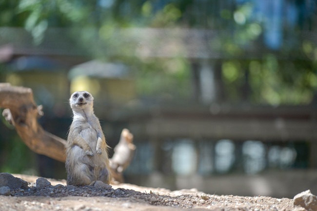 Brew at the Zoo returns to Atascadero Sept. 6 -  slovisitorsguide.com/brew-at-the-zo… 
#sanluisobispo