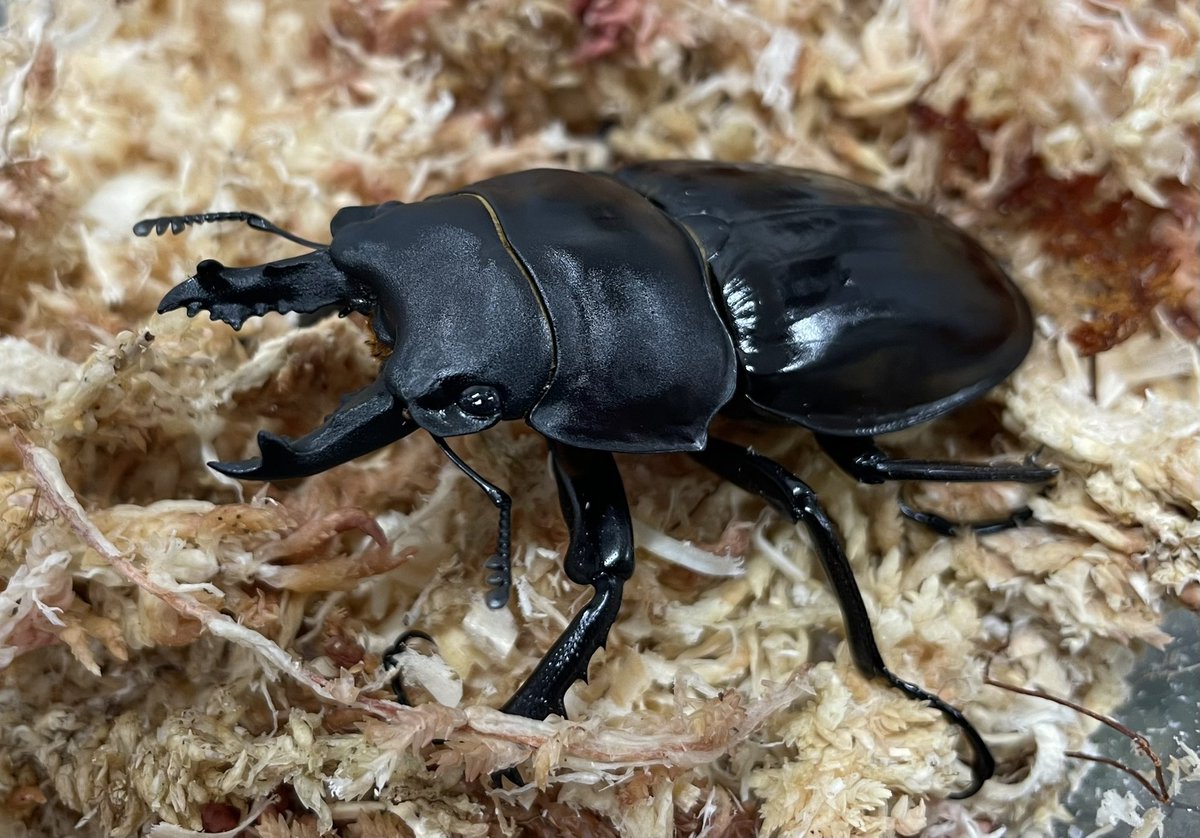 緊急入荷！ 大人気のアマミマルバネ！ 大特価！ 早い者勝ち