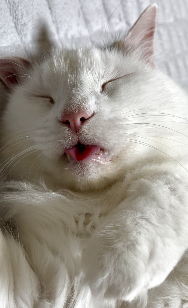 お盆休みはお留守番が多くて、今日は朝から安心して👅とよだれをたらして寝てる😼くん♡
起きたらごはんくれ攻撃がすごそうだなぁ😄😽

#ミスチル猫部