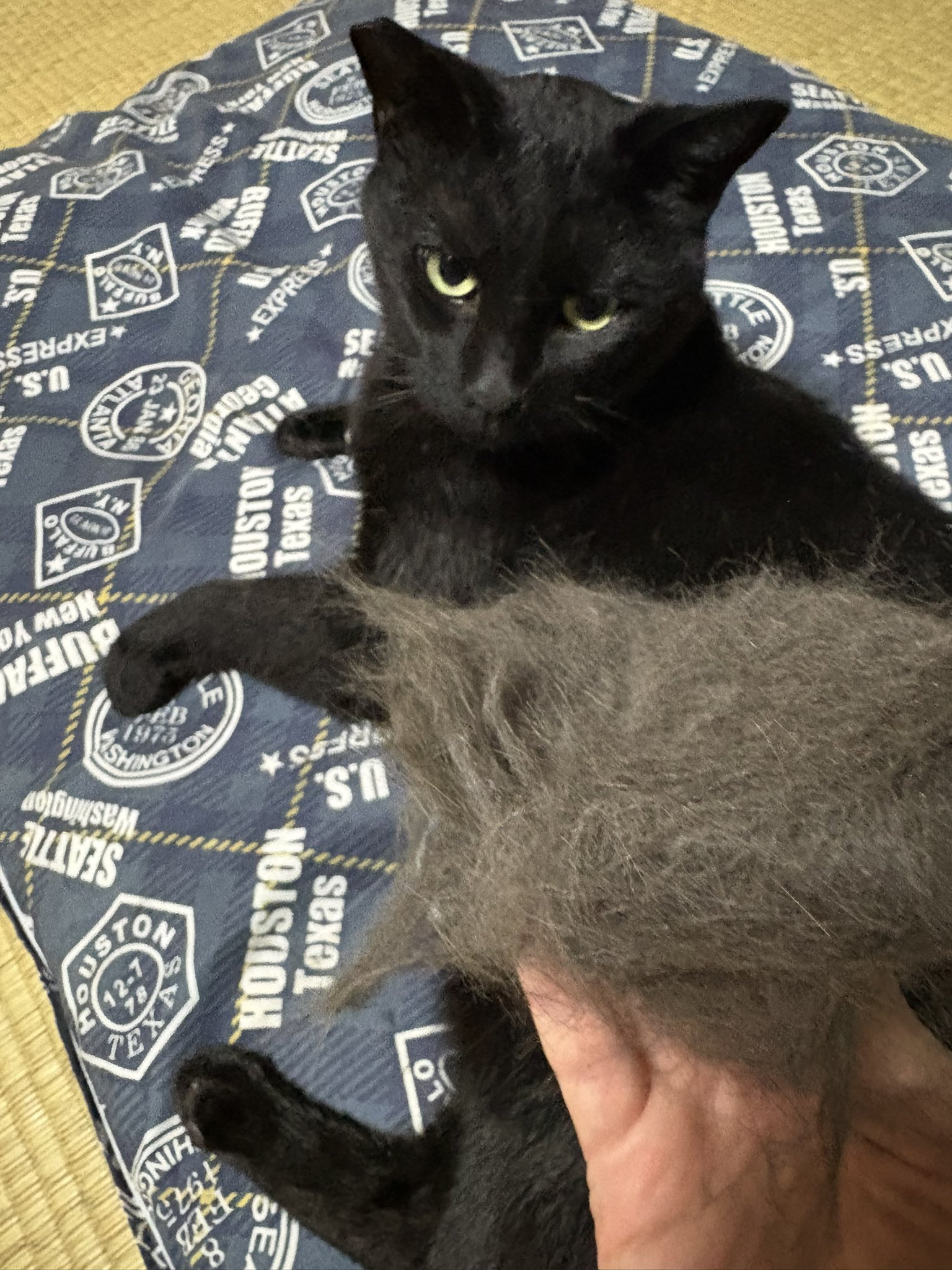 黒猫みんと 相上（さがみ） on X: 
