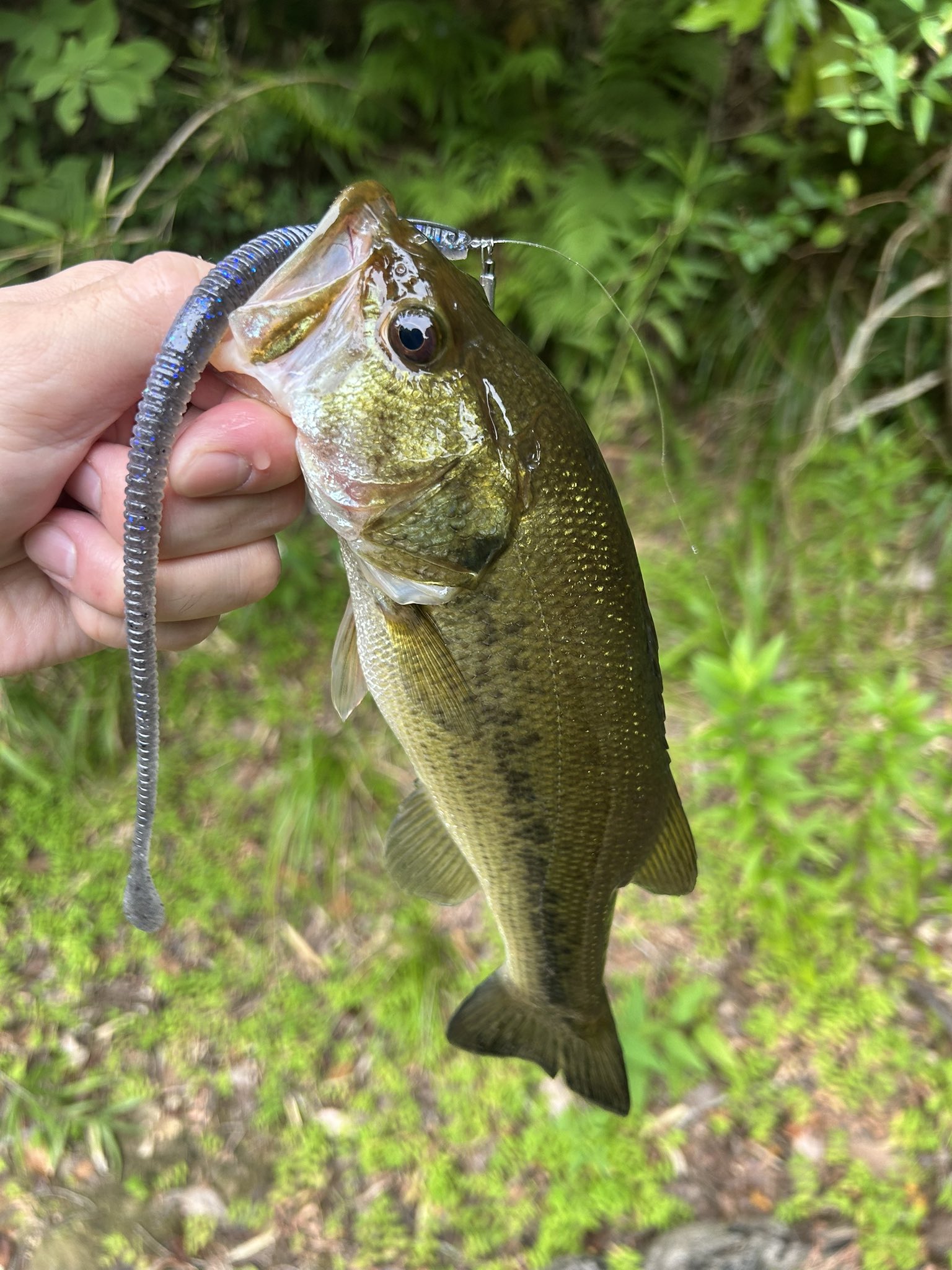 🐸のり🐸 (@Nori_BassAngler) / X