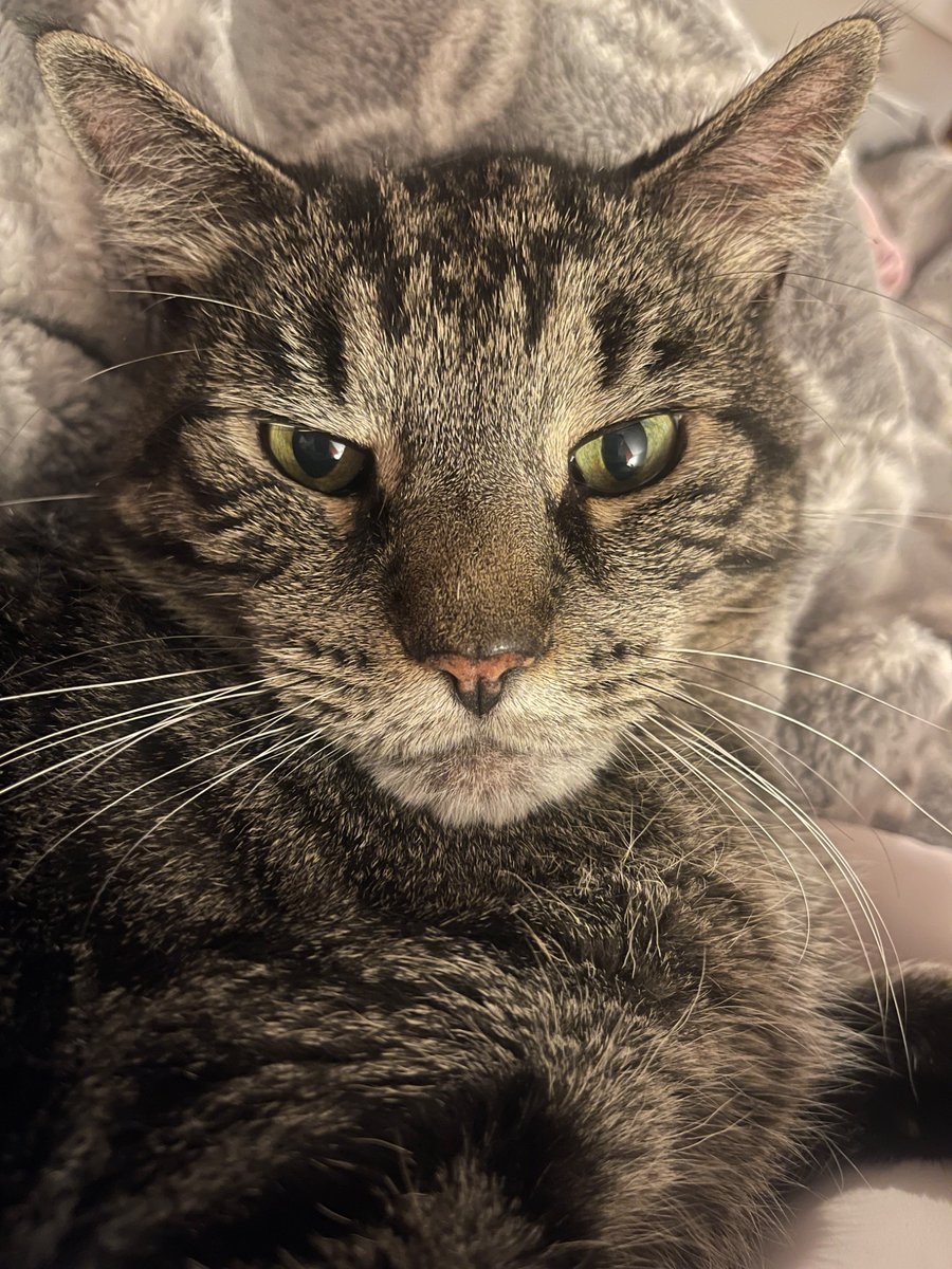 ladycooks's tweet photo. @noor_supernova7 @kushtemp Please hold on. My Oliver cat and I are praying for you. https://t.co/CoCjgAMBx4