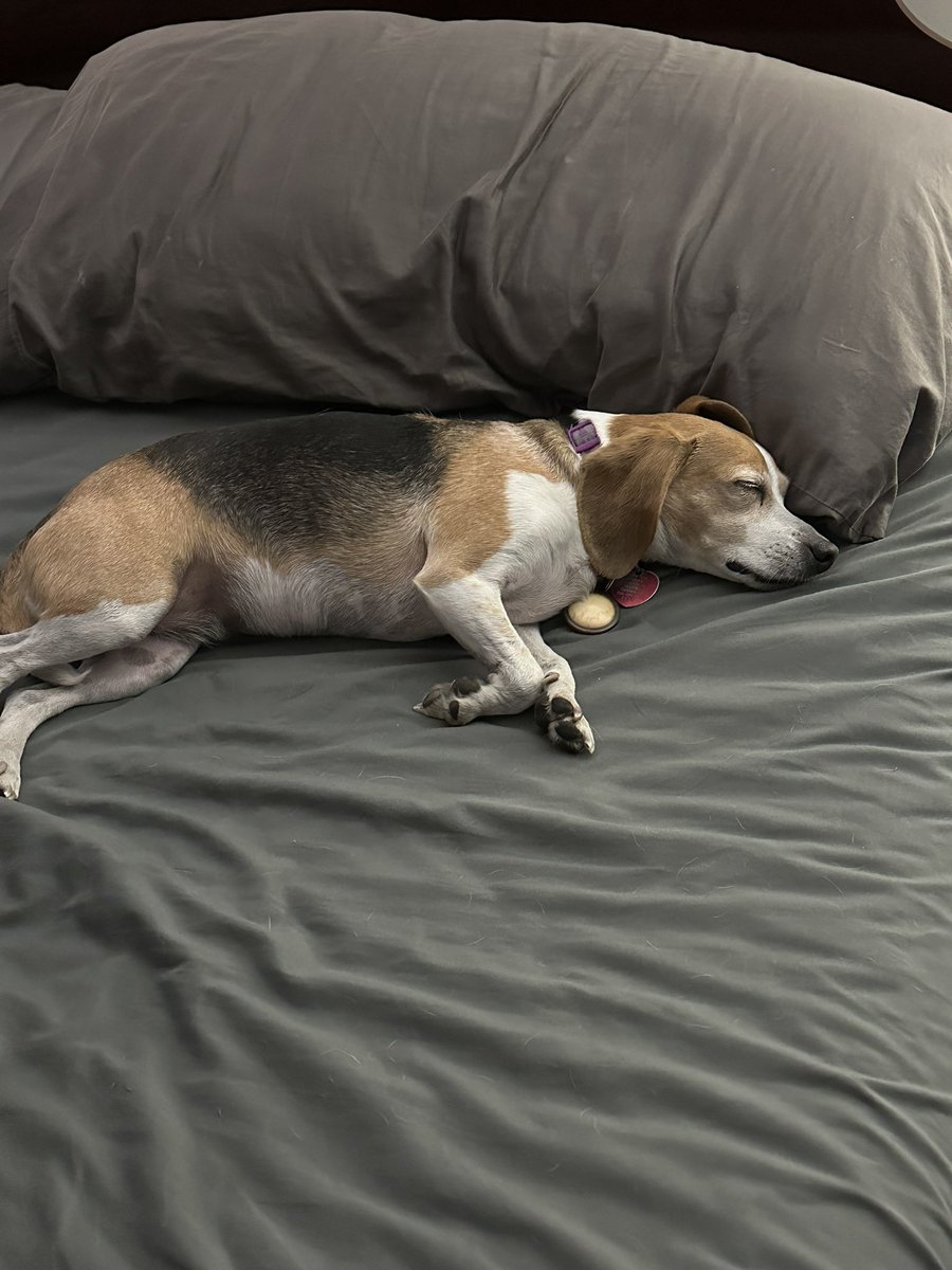 staceystring's tweet image. Don’t worry Nahla, I can find somewhere else to sleep or I can just squeeze on the side 😂😂😂😴😴