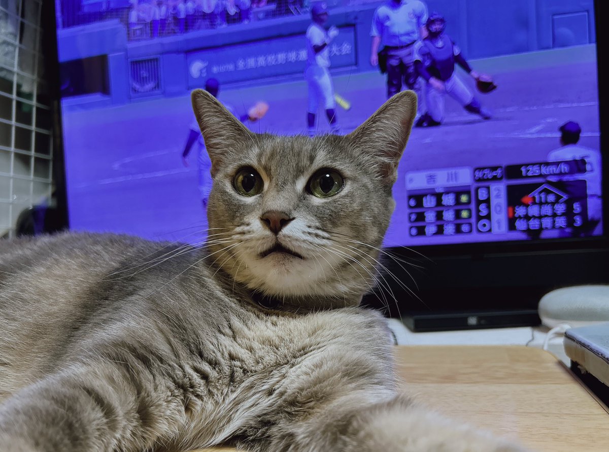 たぬき猫様 📻マコチンタ📻 on X: 