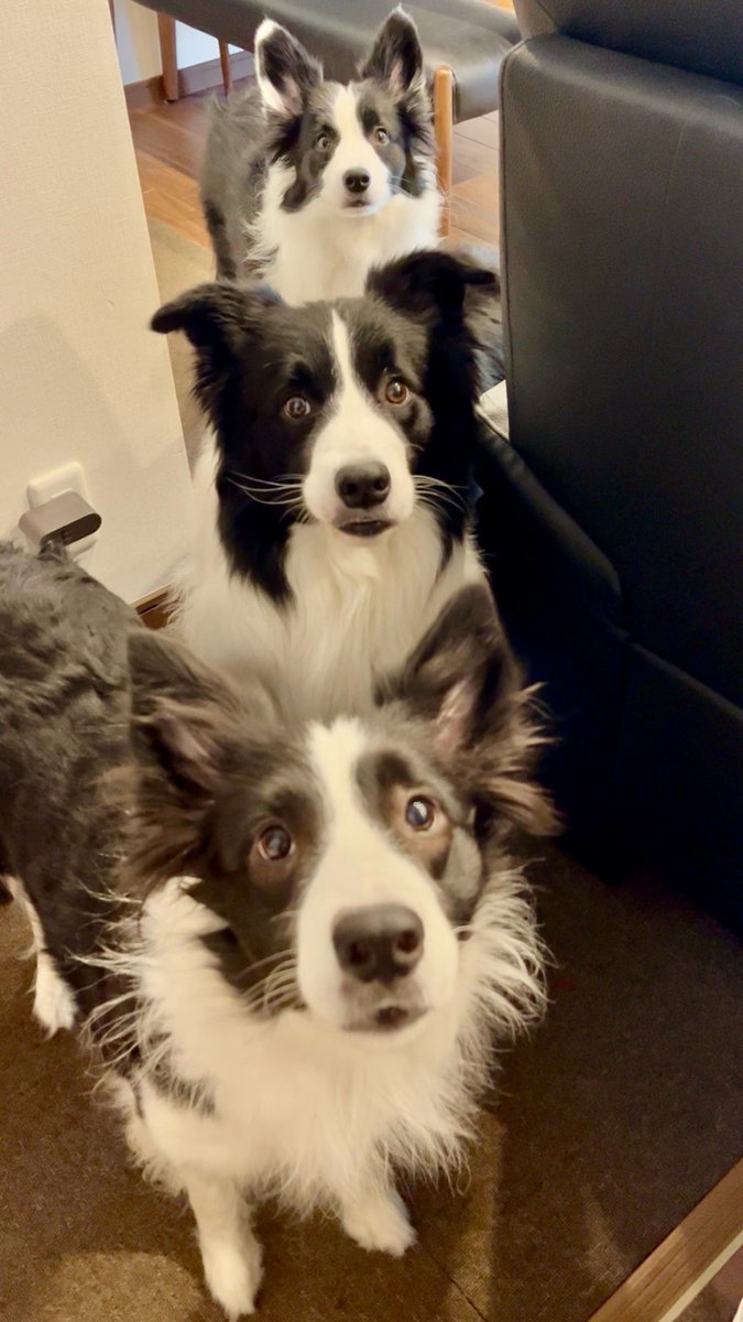 ボーダー3兄妹妹🐶🐶🐶