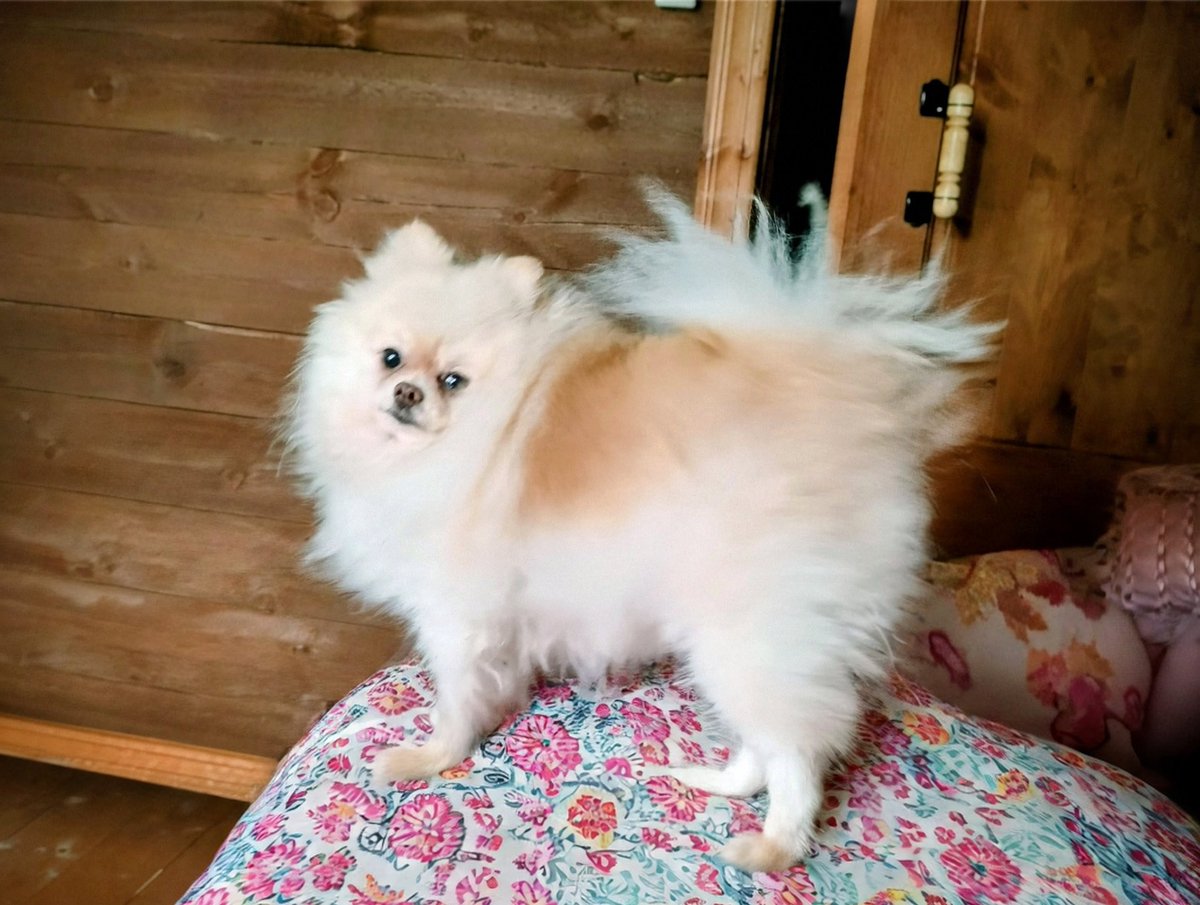 Моя чудесная Барабулька.
На первом фото неделя, как из приюта. На втором: сейчас со мной на даче.
Как мы так долго жили друг без друга. Сколько она натерпелась. Вроде отогрелась и самая боевая у меня на руках. 
Не бойтесь, подарите капельку любви приютской животинке!