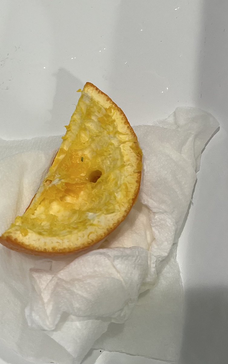 Birdies in Katiebug’s backyard are revolting 😤🐦🐦🐦🐦