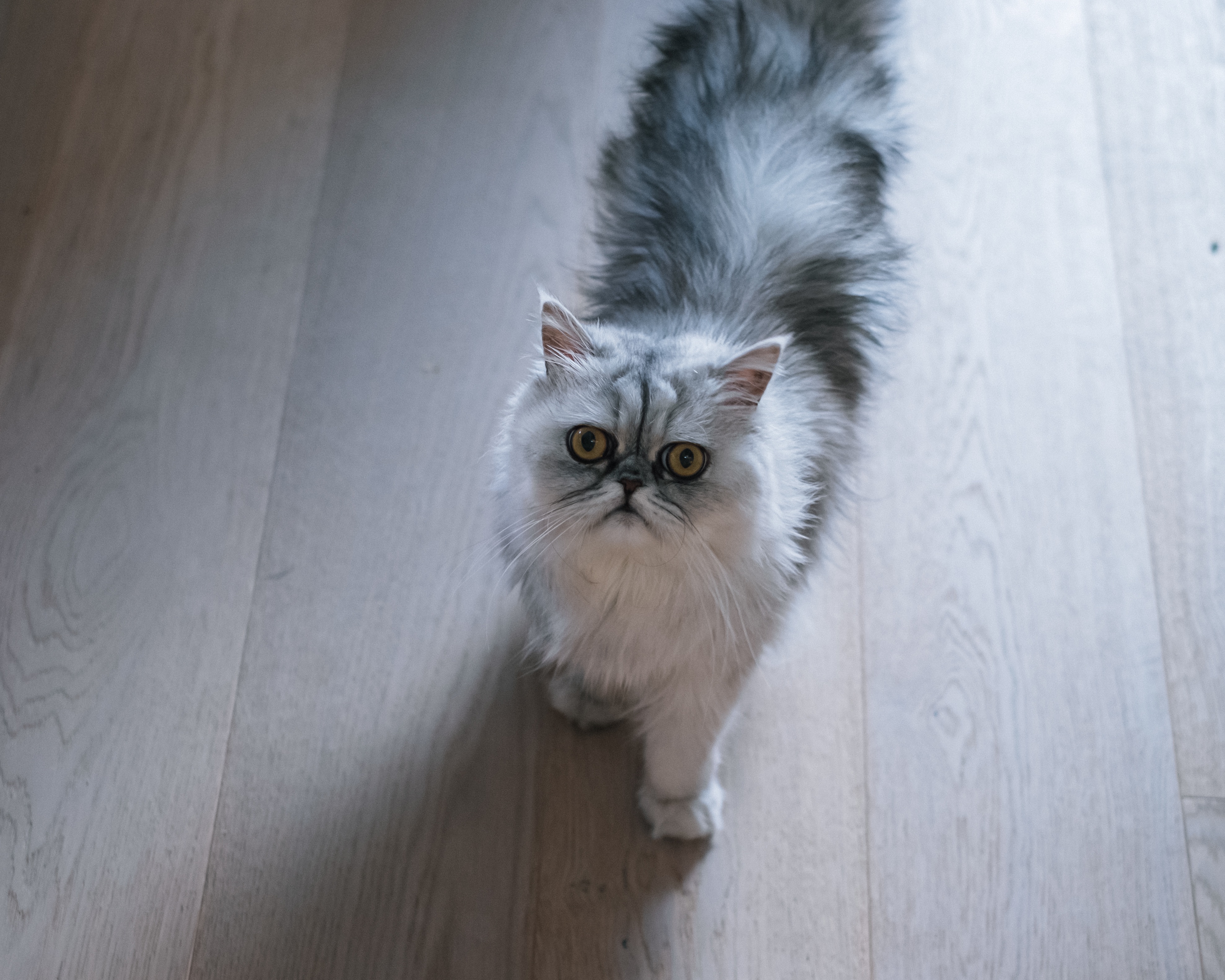 辻 敦（書籍編集） on X: 