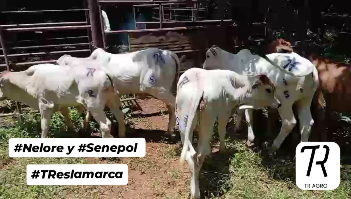 Terneros F1 #Senepol x #Brahman  y nuestros primeros #Nelore 

📍Panamá