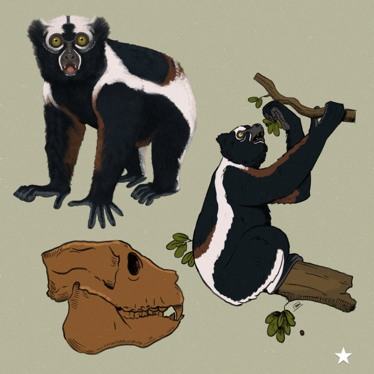 astrapionte's tweet image. Archaeoindris fontoynontii, the largest known lemur and one of the largest known primates from Pleisto-Holocene Madagascar 🇲🇬!
…
#paleoart #primate #iceage #megafauna