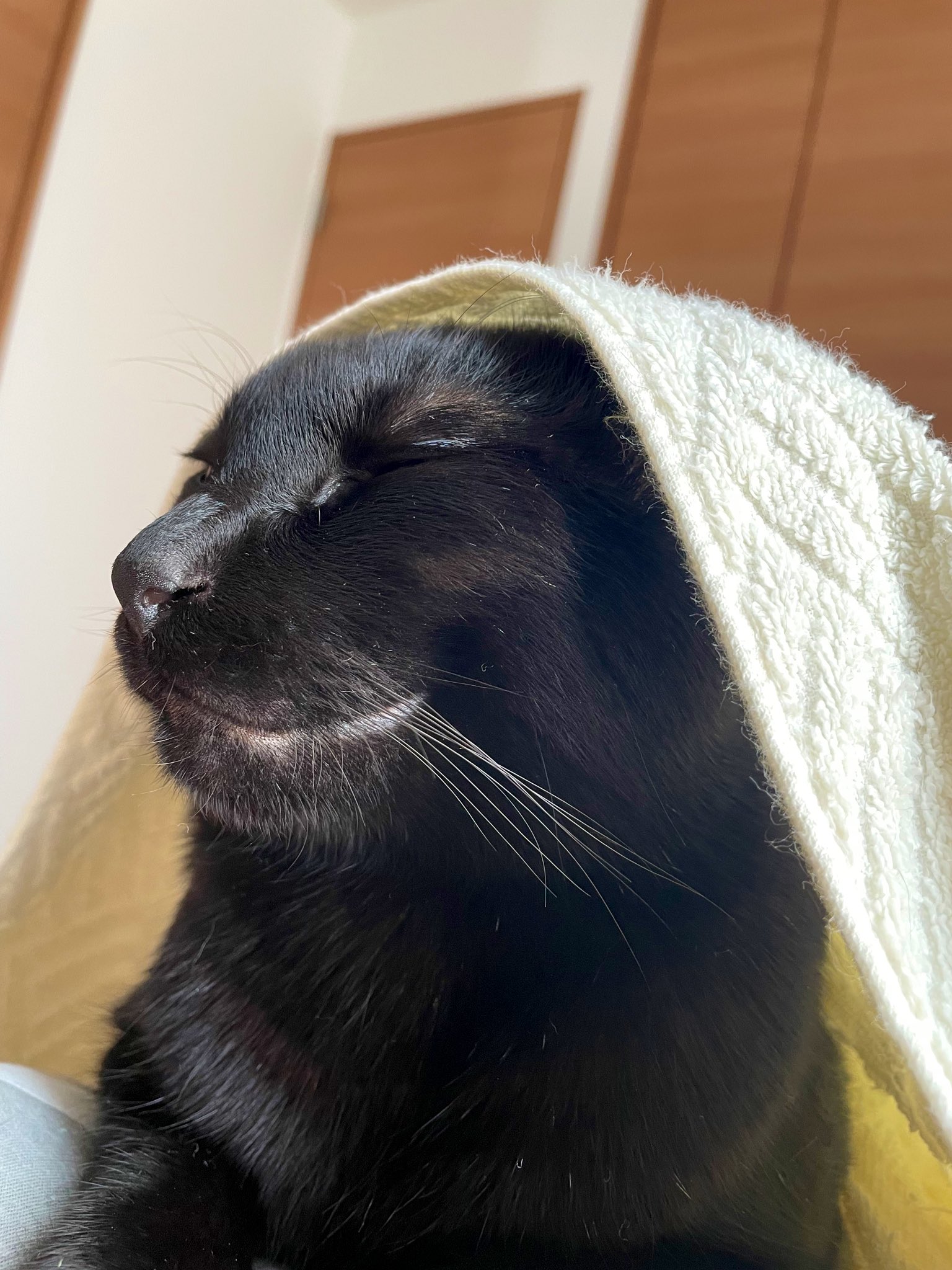 猫B 最終値下げしました！ I'm saving 30,000 yen a month, but what do you think of the