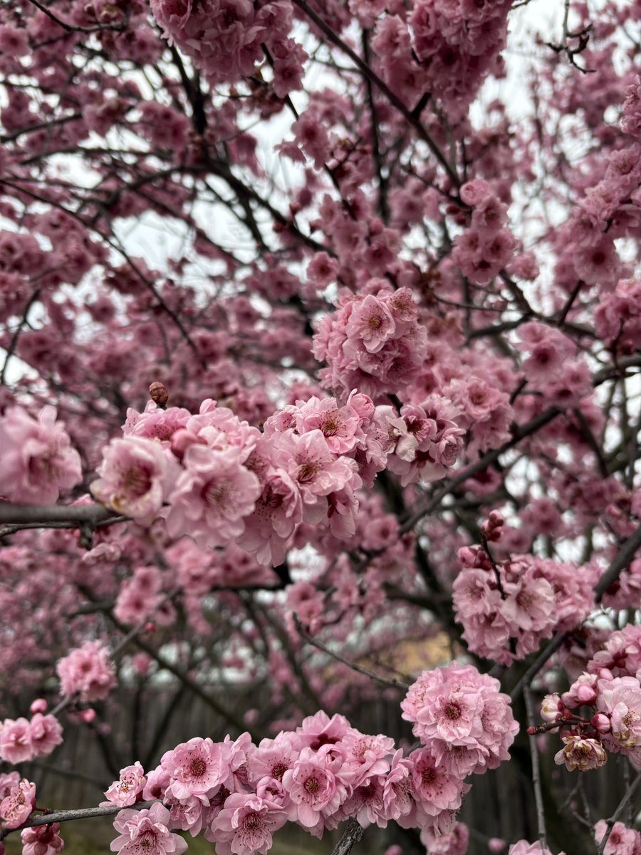 Almost Spring in Australia 😊🌸🌸🌸