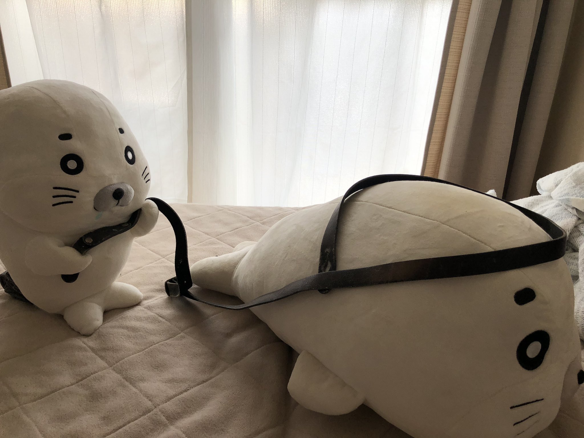 ごまちゃん 関連商品 (・ω・) 少年アシベ Go!Go!ゴマちゃん