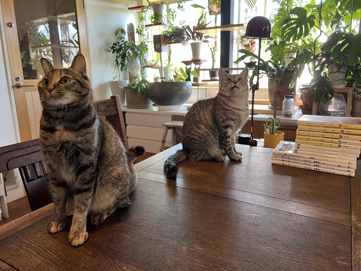 #猫のいる生活