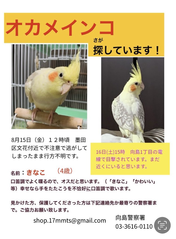 きなこちゃん 開催間近！「リカちゃんキャッスル in 錦糸町マルイ」催事イベントのご