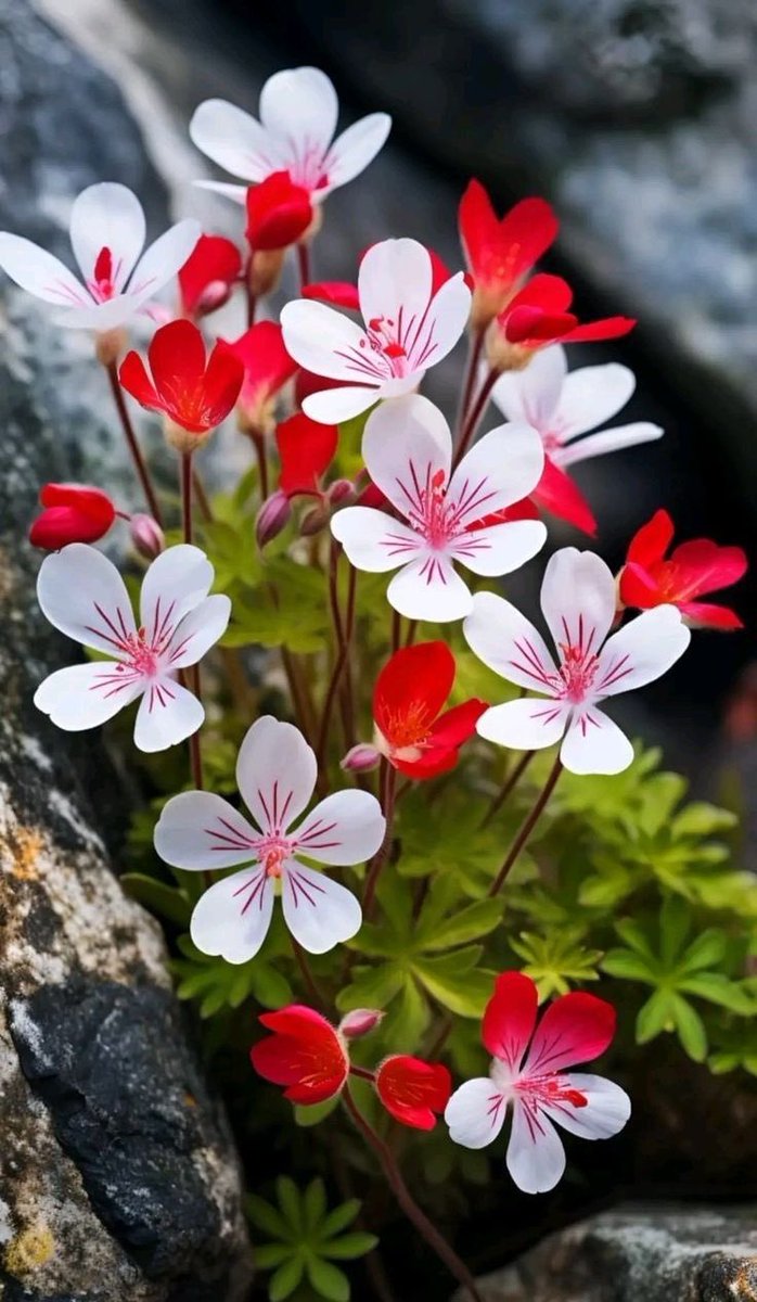 السلام علیکم، صبح بخیر۔