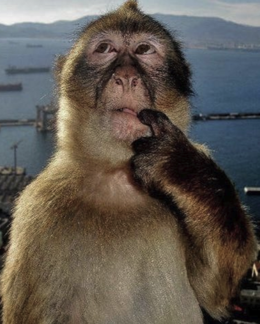 SwogeSoldier's tweet photo. @Bancrypto__ U will be sidelined by fading the thinking monkey

10s of millions of likes on tiktok (comments)

U will fall into deep depression for fading him

Think of ur children Ban

Very soon i will be back to flex my PnL. https://t.co/nUNJ3xYF7y