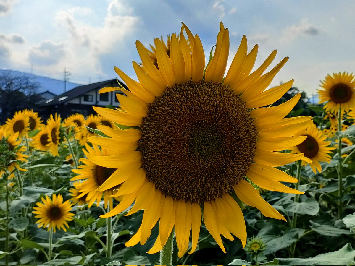 gdbe0302's tweet photo. ひまわり🌻いっぱい咲いてました‼️みんな同じ方向に向いてます😊
 #ひまわり https://t.co/fd8pwRxZNq