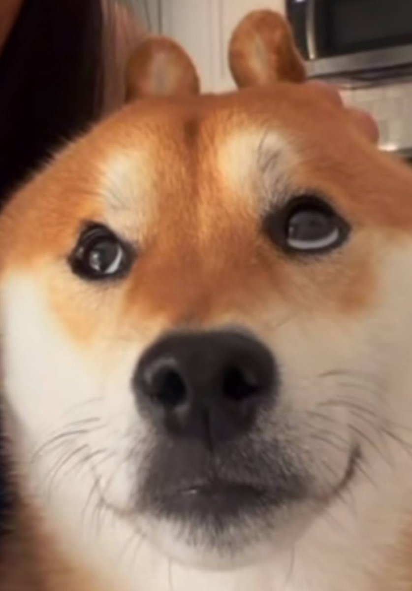 What rabbit breed is this?