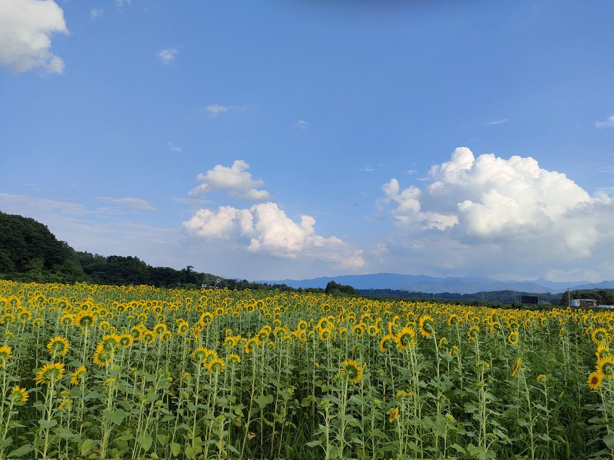 gdbe0302's tweet photo. ひまわり🌻いっぱい咲いてました‼️みんな同じ方向に向いてます😊
 #ひまわり https://t.co/fd8pwRxZNq