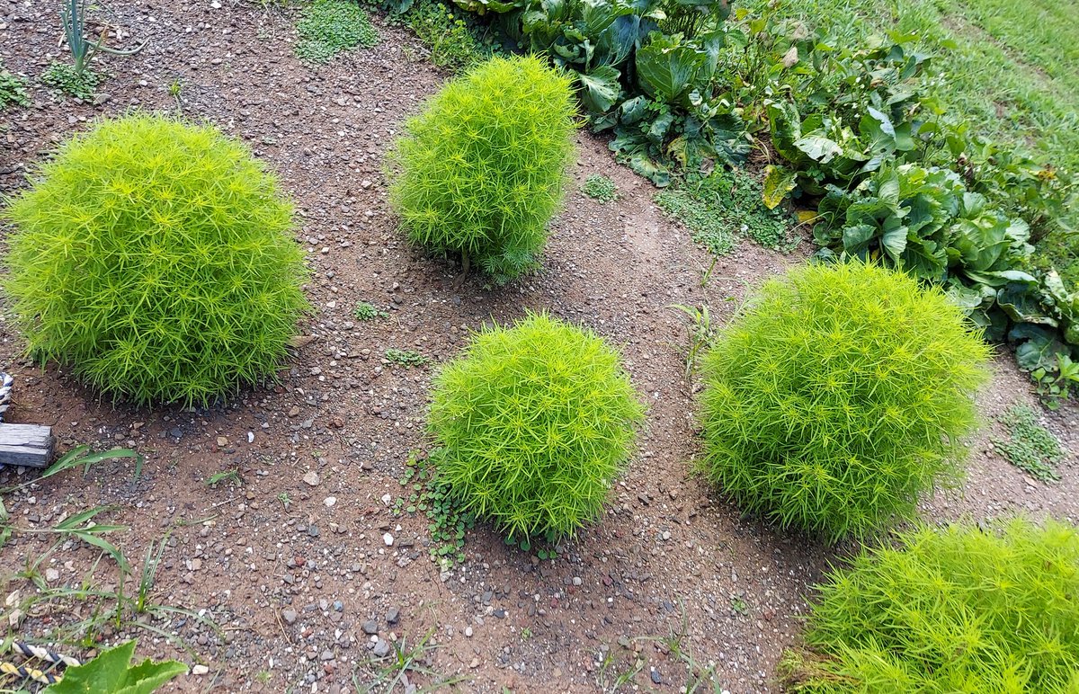 コスモスが咲きだしました🎵
コキアもいい感じなふさふさに💚
夜は秋の虫の音🦗
まだ暑いけど、秋を感じるこの頃です☘️
#ガーデニング
#家庭菜園