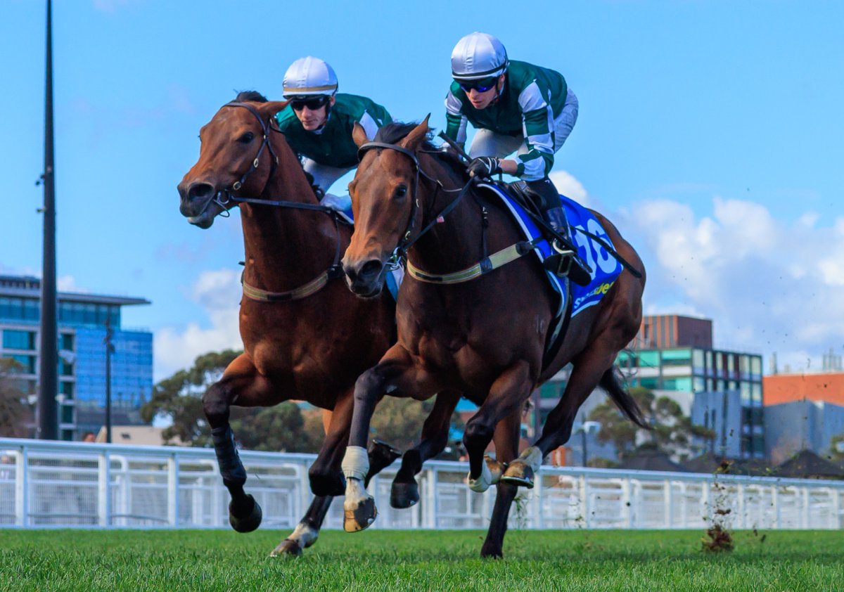 Unbeaten colt Vinrock (I Am Invincible 🇦🇺 x Girl Gone Rockin' 🇦🇺) was another Matt Laurie horse to have a track gallop at Caulfield, with work partner See You In Heaven (Divine Prophet 🇦🇺 x Shine On Anna 🇦🇺). #HorseRacing
