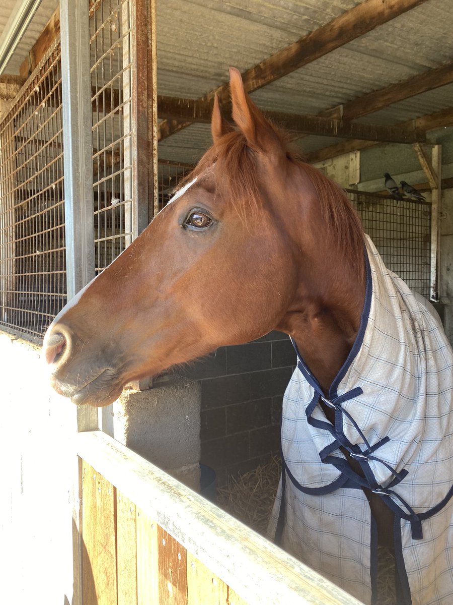 Haynsie75's tweet image. Always a pleasure to assist Adrian @adrianallan with his Open Day @GaryPortelli stables, a great turnout on a beautiful morning. Bumped into this fella, tells me (weather permitting) he’s planning on giving the Show County a decent shake at Randwick next Saturday #SydneySpring