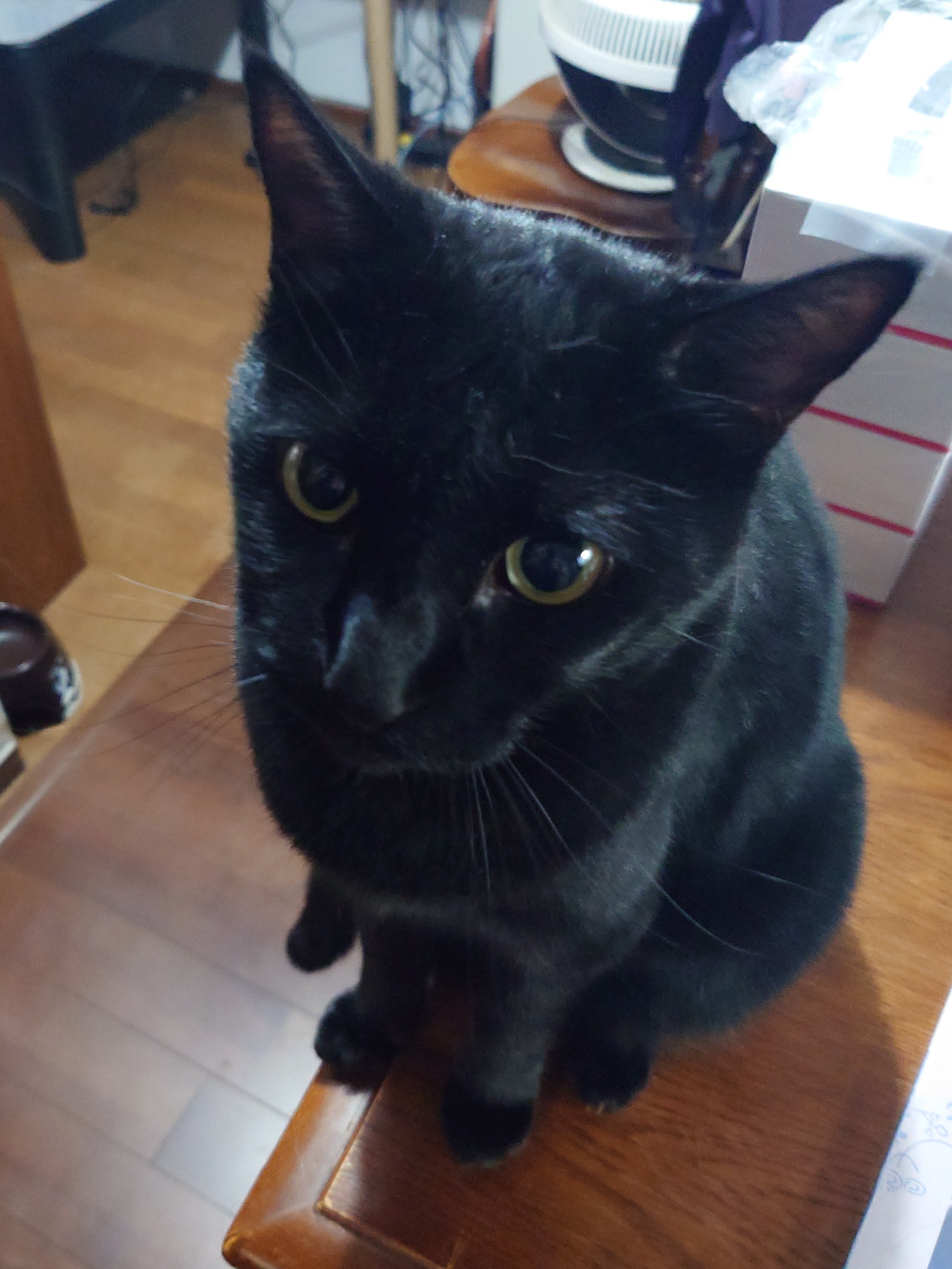 黒猫みんと 銀雅堂】開運厄除け 招き猫（黒漆） – わのっと